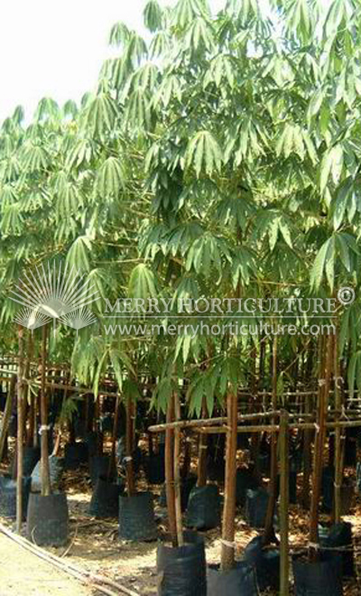 Sterculia foetida (Kelumpang Jari)